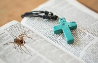 الكتاب المقدس مع العنكبوت في الداخل