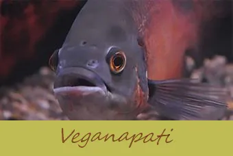 Oscar Fish HITH-rekin