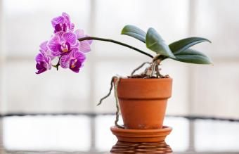 Orchidee chì crescenu in pianta