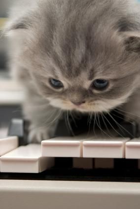 هريرة مع البيانو