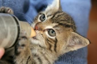Gattinu alimentatu da una buttiglia