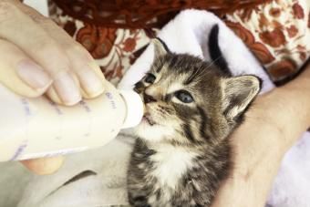 Una donna in buttiglia chì alimentava un picculu gattinu di duie settimane
