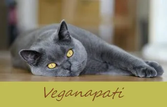 Profilul rasei de pisici Chartreux