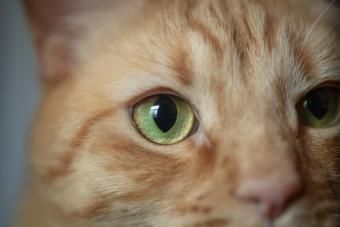 М-образна маркировка върху оранжева котка
