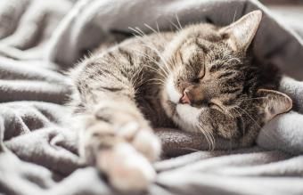 Котка, която спи в одеяло