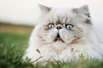 くしゃみをするペルシャのヒマラヤン猫