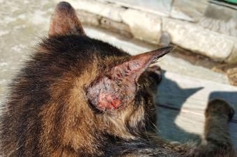 Gato com infecção fúngica por esporotricose felina