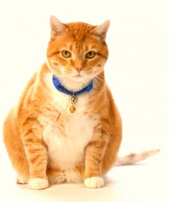 https://cf.ltkcdn.net/cats/images/slide/89812-634x757-Fat-cat-7.jpg
