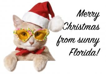 https://cf.ltkcdn.net/cats/images/slide/252107-850x595-22_Christmas_Cat_Sunglasses_meme.jpg