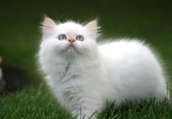https://cf.ltkcdn.net/cats/images/slide/235031-850x590-domestic-long-hair-cat.jpg