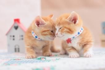 https://cf.ltkcdn.net/cats/images/slide/243263-850x566-adorable-munchkin-kittens.jpg