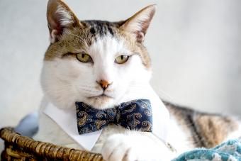 Gato vestindo camisa e gravata borboleta de seda