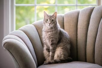 Gato cinza sentado no sofá