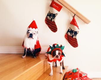 Påkledde hunder i julekostymer og strømper