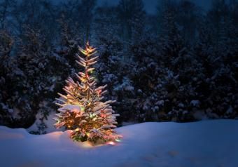 https://cf.ltkcdn.net/christmas/images/slide/253928-850x595-9_christmas-tree-in-snow.jpg