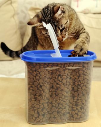Beholder til kattefoder