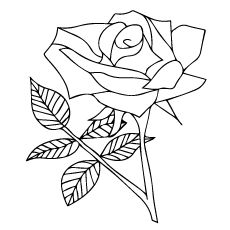 Страница за оцветяване на една роза