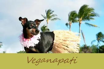 Aloha ruhlu miniatür Schnauzer Puppy