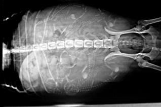 اشعه ایکس توله سگهای داخل رحم را نشان می دهد