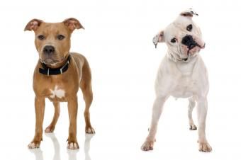 American Pit Bull Terrier e American Bulldog