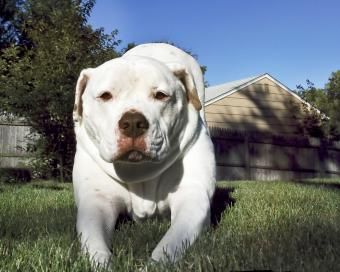 Bulldog americano adulto branco