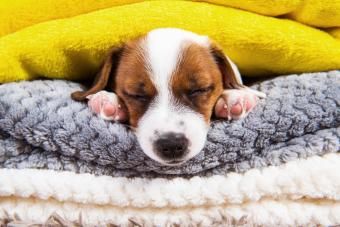 Cachorro Jack Russell Terrier Dormindo Debaixo do Cobertor na cama