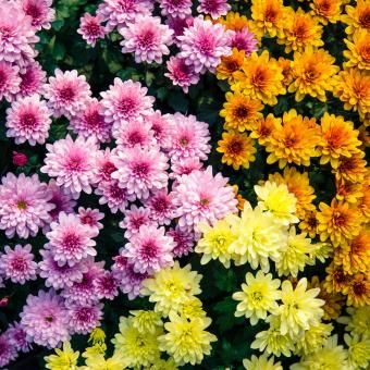 국화 (Chrysanthemum spp)
