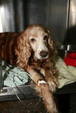 Cachorro doente na clínica veterinária