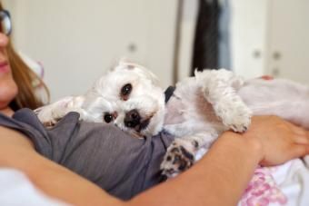 침대에 누워있는 동안 그녀의 팔에 귀여운 강아지를 안고