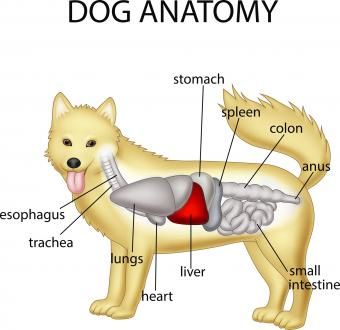 Anatómia psa