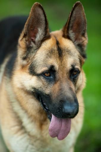 https://cf.ltkcdn.net/dogs/images/slide/90446-566x848-German_Shepherd_closeup.jpg