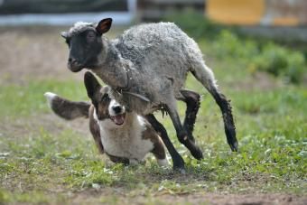 Cardigan Welsh Corgi pes pasiaci ovce