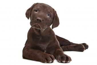 https://cf.ltkcdn.net/dogs/images/slide/238453-850x566-chocolate-lab-puppy.jpg