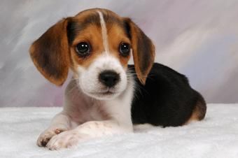 https://cf.ltkcdn.net/dogs/images/slide/185062-849x565-beagle-puppy-portrait.jpg