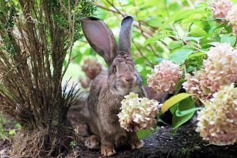 أرنب يتربص بالنباتات المزهرة
