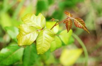 Poison Ivy nuevo crecimiento