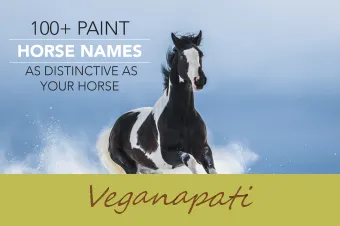 100+ måla hästnamn lika utmärkande som din häst