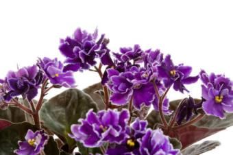 Ag tabhairt aire do violets na hAfraice
