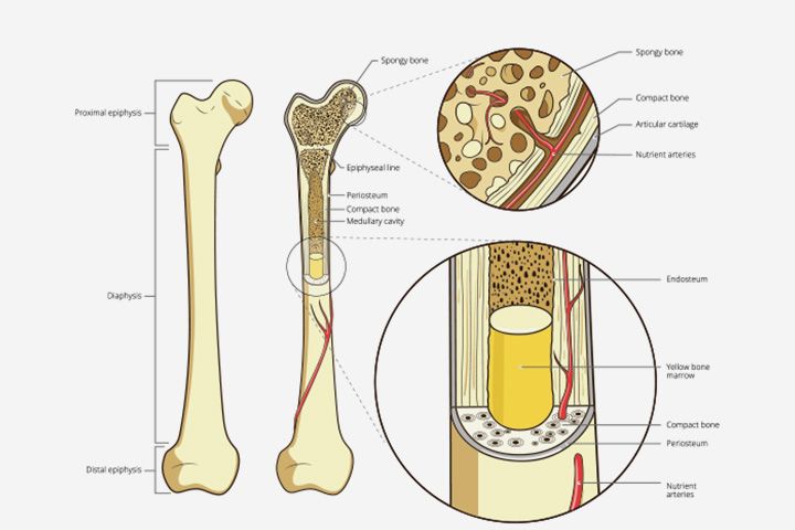 Երեխաների ոսկորների տեսակները, կառուցվածքը և շերտերը