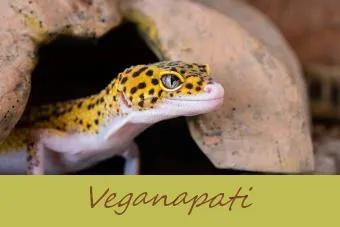 Gecko leopardo (Eublepharis macularius)