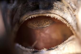 Zblízka zuby makrely