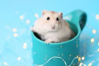 Hamster nanoa katilu batean eserita