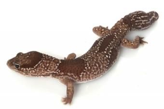 Afrikansk Fat Tailed Gecko