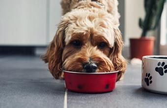 Hund spiser mad fra en skål