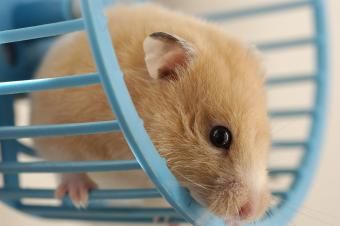 Hamster sírio dourado feminino sentado