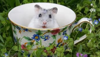 Hamster em xícara de chá na grama