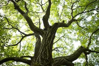 kmeň stromu a listy z vlašských orechov