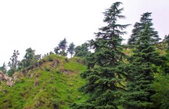 Pinus do Himalaia