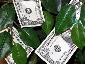 Árvore do dinheiro do casamento com dólares anexados