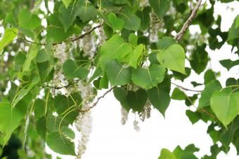 Árvore de Cottonwood Oriental